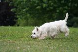 WESTIE 464